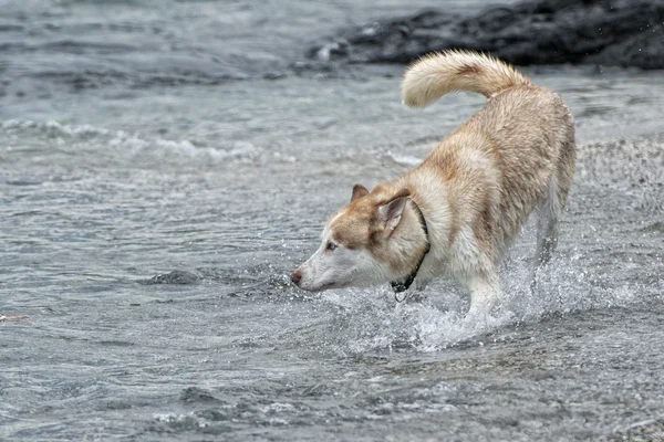 Hunde spielen am Strand — Stockfoto