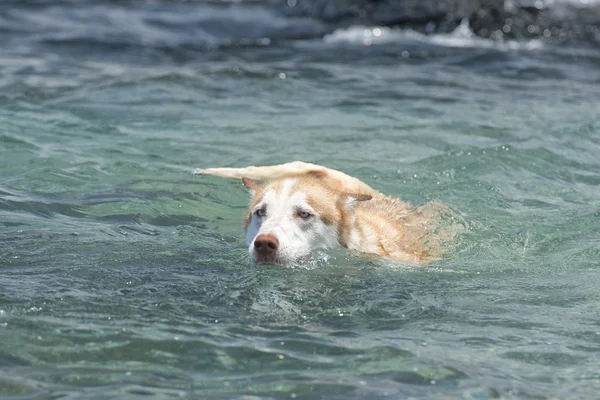 Hunde spielen am Strand — Stockfoto