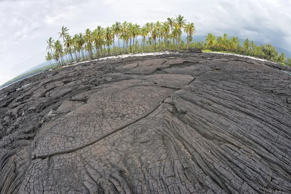 Kokospalme am hawaiianischen Ufer der schwarzen Lava — Stockfoto