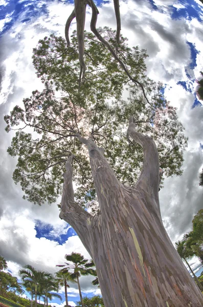 Regenbogen-Eukaliptus-Baum auf Hawaii — Stockfoto