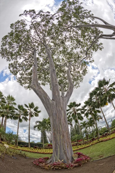Rainbow Eucaliptus tree in hawaii — Stock Photo, Image