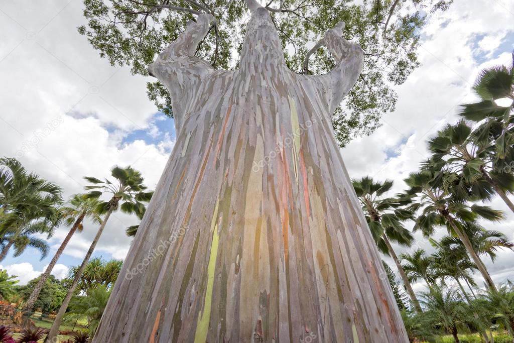Rainbow Eucaliptus tree in hawaii