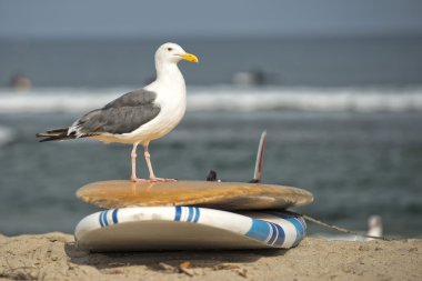 sirály a surf fórumon a homokos strandЧайка на дощок для серфінгу на піщаному пляжі