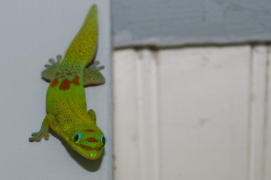 Sana bakmak ise altın tozu gün gecko