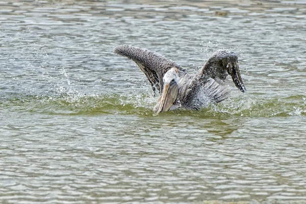 Pelikan beim Fliegen — Stockfoto