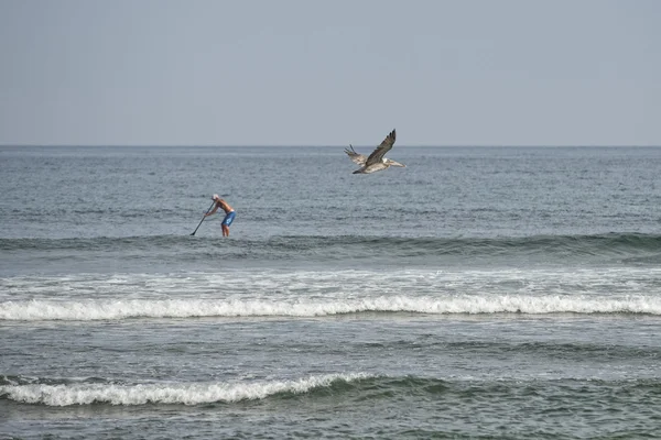 Pelican while flying near surfers on california beach — Stock Photo, Image