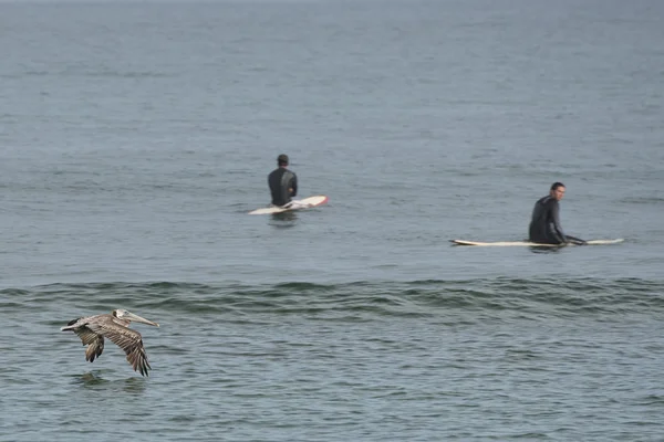 Pelican while flying near surfers on california beach — Stock Photo, Image