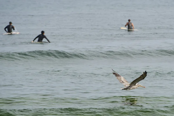Pelican while flying near surfers on california beach — Stock Photo, Image