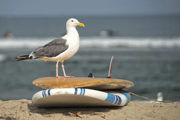 Seagull on surf board on sandy beach — Stock Photo, Image