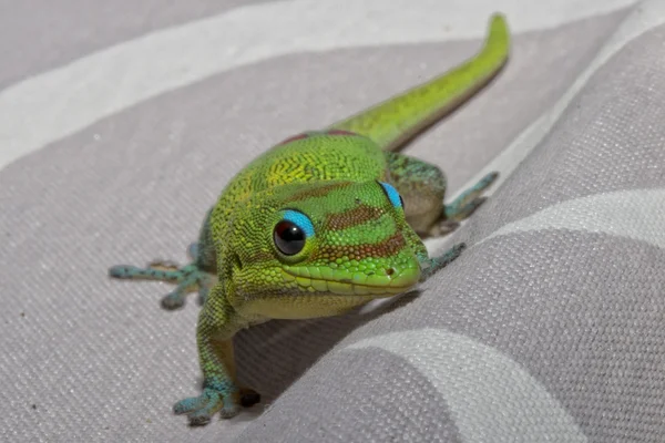 Gold poussière jour gecko tout en vous regardant — Photo