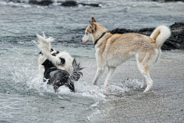 Hunde spielen am Strand — Stockfoto