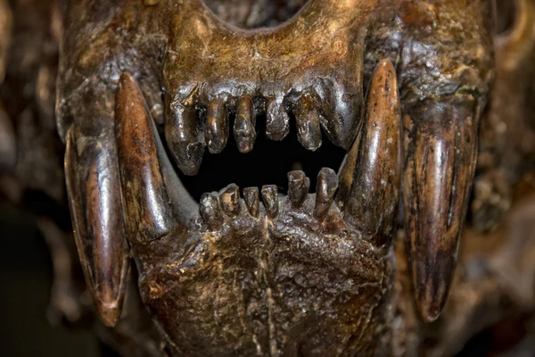 Шабля тигр зубів — стокове фото