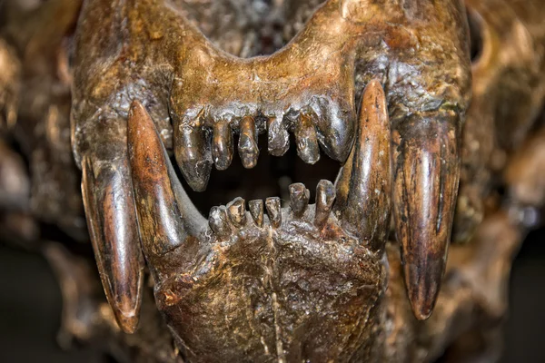 Шабля тигр зубів — стокове фото