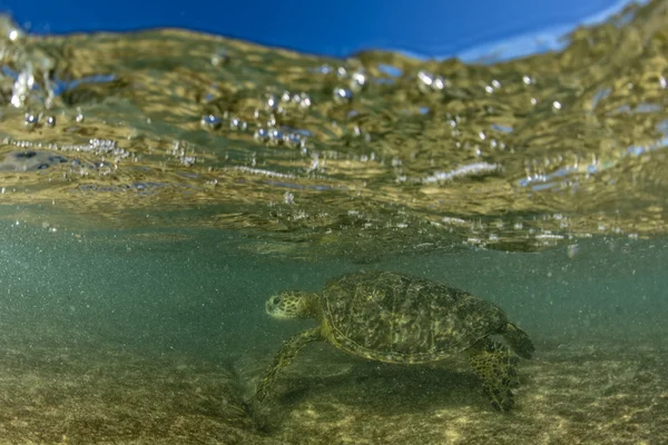 グリーン タートル水中クローズ アップ、海岸の近く — ストック写真