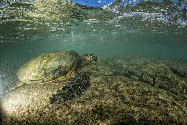 グリーン タートル水中クローズ アップ、海岸の近く — ストック写真