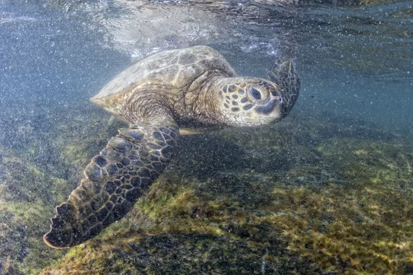 Grön havssköldpadda under vattnet nära håll nära stranden — Stockfoto