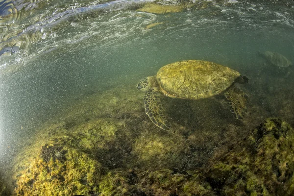 Tortuga verde bajo el agua cerca de la orilla —  Fotos de Stock