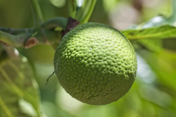 Breadfruit on tree — Stock Photo, Image