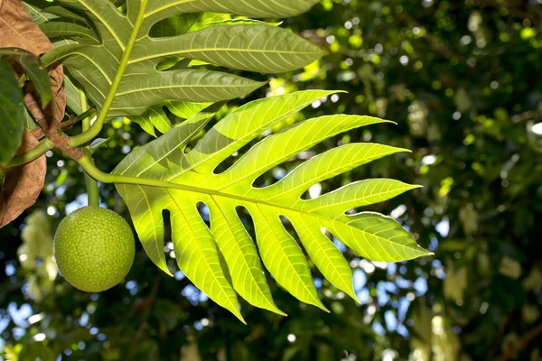 Breadfruit on tree — Stock Photo, Image