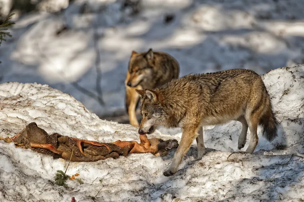 Grauer Wolf auf dem Schneehintergrund — Stockfoto