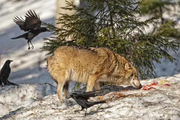 Grå vargen på snö bakgrunden — Stockfoto