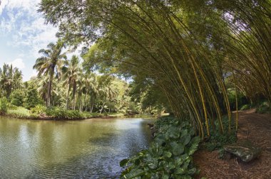 Karayip Korsanları dizi hawaii tropik yağmur ormanı içinde