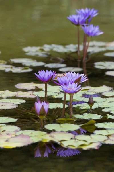 Water lily bloem reflectie op water — Stockfoto