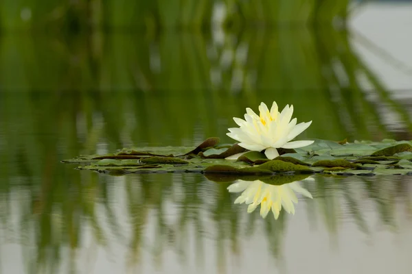 Nilüfer çiçeği yansıma su — Stok fotoğraf