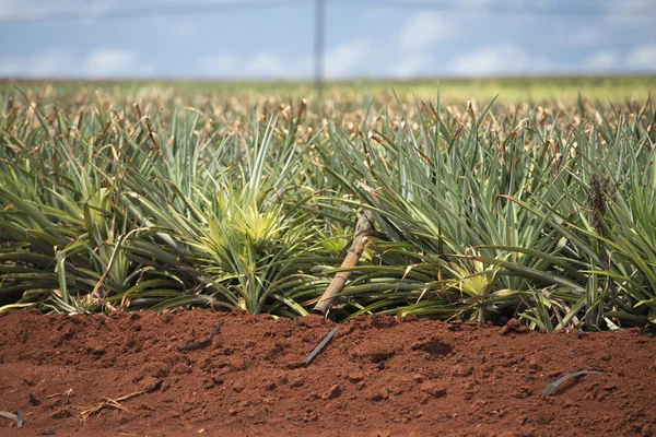 Pineapple plantation in hawaii — Stock Photo, Image