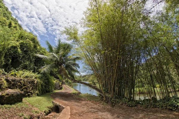 Dentro de la selva tropical en Hawai conjunto de piratas del Caribe — Foto de Stock