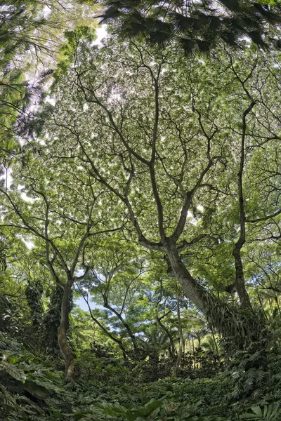 Hawaii-on belül trópusi esőerdő — Stock Fotó
