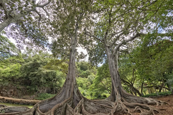 Dentro foresta pluviale tropicale in Hawaii serie di pirati di caraibici — Foto Stock