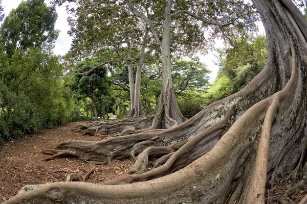 Dentro foresta pluviale tropicale in Hawaii serie di pirati di caraibici — Foto Stock