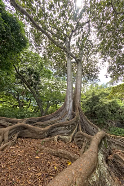 Inside tropical rainforest in Hawaii set of pirates of caribbean — Stock Photo, Image