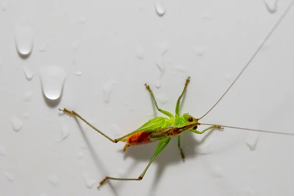 Rood en groen cricket op wit — Stockfoto