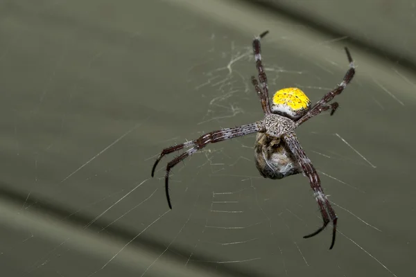 Tropical spider with its prey — Stock Photo, Image