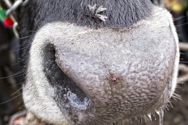 Detalle de nariz de vaca —  Fotos de Stock