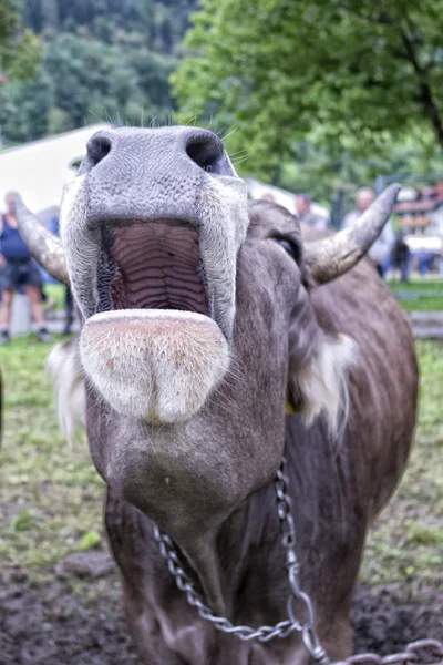 Vaca moo —  Fotos de Stock