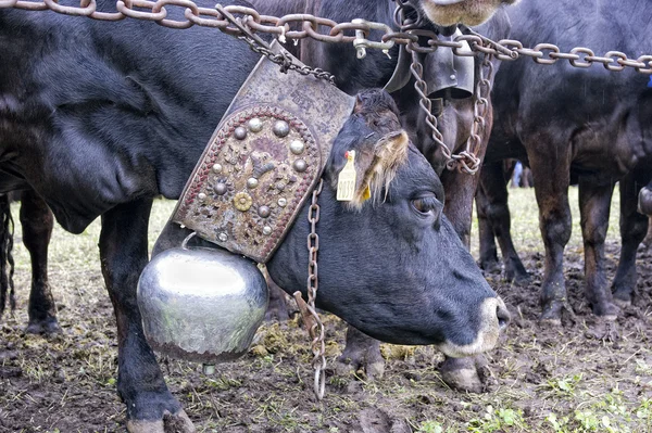 วัวมู — ภาพถ่ายสต็อก