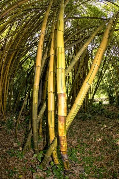 Inuti en bambuskog — Stockfoto