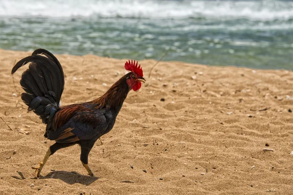 Ruster chicken on hawaian beach — Stock Photo, Image