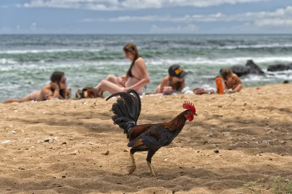 Ruster chicken on hawaian beach — Stock Photo, Image