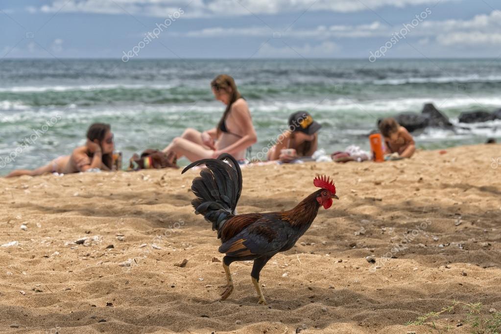 depositphotos_52909867-stock-photo-ruster-chicken-on-hawaian-beach.jpg