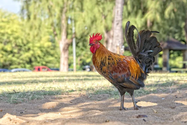 Ruster chicken on hawaian beach — Stock Photo, Image