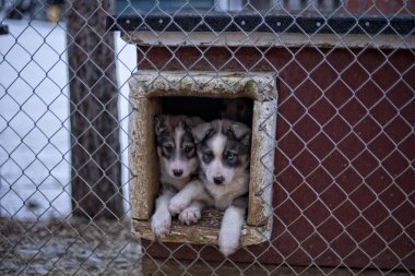 iki aylık husky köpek yavrusu