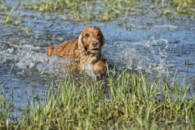 mutlu köpek İngiliz cocker spaniel için çalışırken