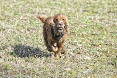 mutlu köpek İngiliz cocker spaniel için çalışırken