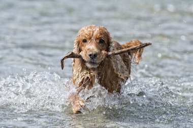 mutlu köpek İngiliz cocker spaniel için çalışırken