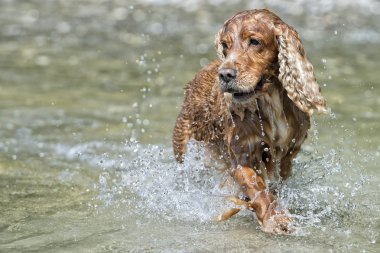 mutlu köpek İngiliz cocker spaniel için çalışırken