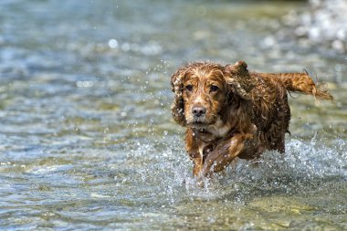 mutlu köpek İngiliz cocker spaniel için çalışırken